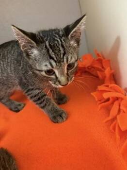Stiles -  Domestic Short Hair Cat for Adoption in Pequot Lakes, Minnesota - Stiles | PetCurious