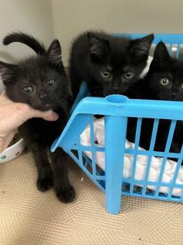 Domestic Long Hair Cats Available for Adoption in Boston, Massachusetts - JANCEL | PetCurious