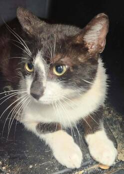 Hugh -  Domestic Short Hair Cat for Adoption in Republic, Missouri - Hugh | PetCurious