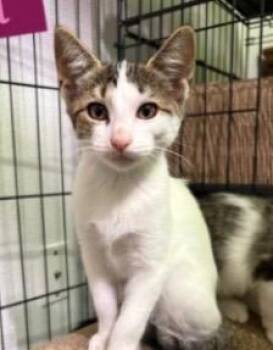 Mira -  Tabby Cat for Adoption in San Antonio, Texas - Mira | PetCurious