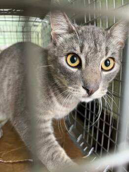 Davila Feral 8 -  Domestic Short Hair Cat Available for Adoption in New Braunfels, Texas - Davila Feral 8 | PetCurious
