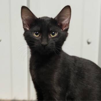 Hector -  Domestic Short Hair Cat for Adoption in Bismarck, North Dakota - Hector | PetCurious