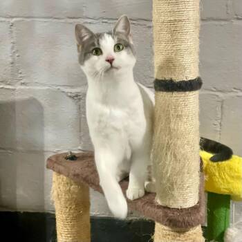 Domestic Short Hair Cats Available for Adoption - Dahlia | PetCurious
