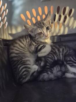 MARK -  Domestic Medium Hair Cat for Adoption in San Antonio, Texas - MARK | PetCurious