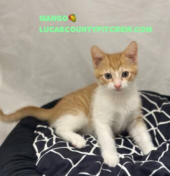 Rescue American Shorthair and Domestic Short Hair Cats for Adoption in Toledo, Ohio - Mango | PetCurious