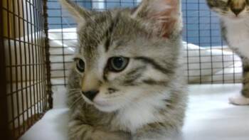 Domestic Short Hair Cats Available for Adoption in Doral, Florida - MEWY | PetCurious