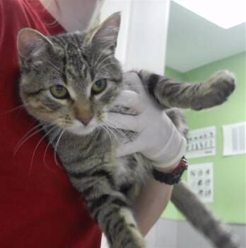 Domestic Short Hair Cats Available for Adoption in Omaha, Nebraska - BRUCE | PetCurious