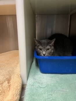 Rescue Domestic Short Hair Cats for Adoption in Aiken, South Carolina - Petunya 60404 | PetCurious