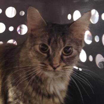 Gnocchi -  Domestic Short Hair Cat for Adoption in Allentown, Pennsylvania - Gnocchi | PetCurious