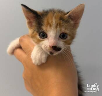 Sage -  Domestic Short Hair Cat for Adoption in Washington, District Of Columbia - Sage | PetCurious