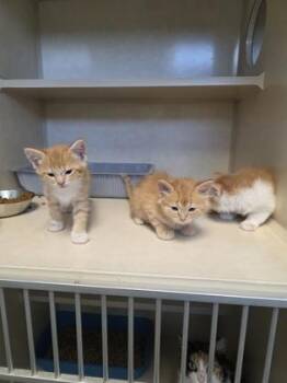 Rex -  Domestic Long Hair and Domestic Short Hair Cat for Adoption in Beatrice, Nebraska - Rex | PetCurious