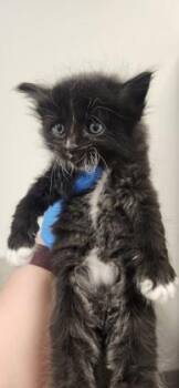 Sloth -  Domestic Short Hair Cat for Adoption in Roseville, California - Sloth | PetCurious