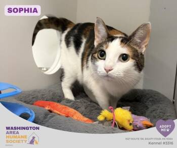 Sophia -  Domestic Short Hair Cat for Adoption in Eighty Four, Pennsylvania - Sophia | PetCurious