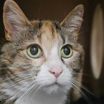 Penny -  Domestic Short Hair Cat for Adoption in Colorado Springs, Colorado - Penny | PetCurious