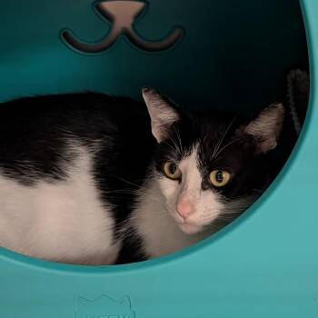 Domestic Short Hair Cats Available for Adoption in Titusville, Florida - Pickles | PetCurious