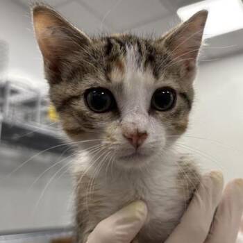Paprika -  Domestic Short Hair Cat for Adoption in Bentonville, Arkansas - Paprika | PetCurious