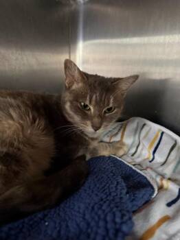 Domestic Short Hair Cats Available for Adoption - Smokey Nacho | PetCurious