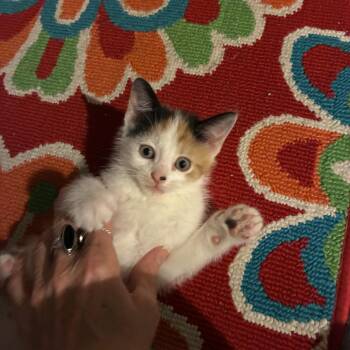 FRECKLE -  Domestic Short Hair Cat for Adoption in Ben Avon, Pennsylvania - FRECKLE | PetCurious
