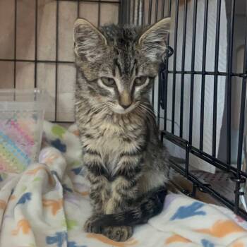 Rescue Maine Coon and Domestic Medium Hair Cats for Adoption in Long Beach, California - Walley | PetCurious