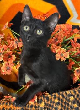 5/13/26 Kiba -  Domestic Short Hair Cat for Adoption in Stillwater, Oklahoma - 5/13/26 Kiba | PetCurious