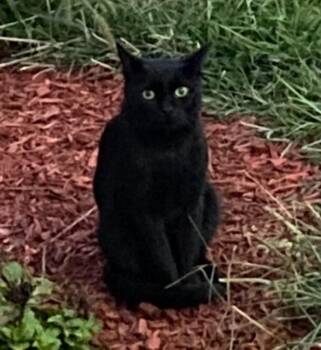 Rescue Domestic Short Hair Cats for Adoption in Closter, New Jersey - Oliver | PetCurious