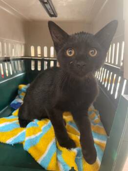 Sefi -  Domestic Short Hair Cat for Adoption in Fort Worth, Texas - Sefi | PetCurious