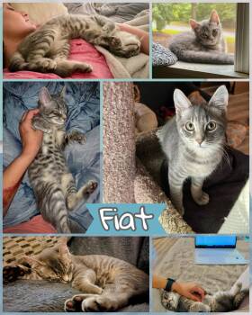 Fiat -  Domestic Short Hair Cat for Adoption in Manchester, Maryland - Fiat | PetCurious