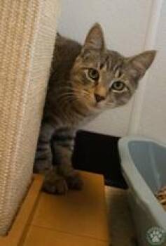 Edward -  Domestic Short Hair Cat for Adoption in Potsdam, New York - Edward | PetCurious