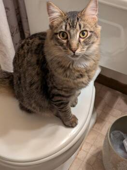 Rescue Domestic Long Hair Cats for Adoption in Blaine, Minnesota - Figaro | PetCurious