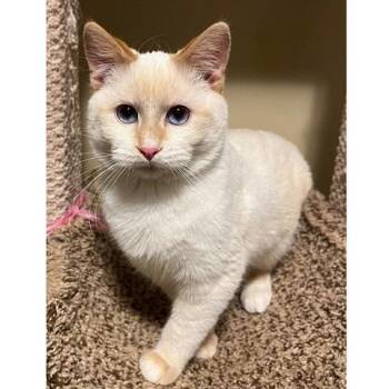 Siamese Cats Available for Adoption - Victini | PetCurious