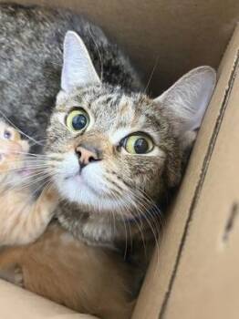 Nylah -  Domestic Short Hair Cat for Adoption in West Chester, Pennsylvania - Nylah | PetCurious