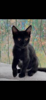Midnight Sage -  Domestic Short Hair Cat for Adoption in Missoula, Montana - Midnight Sage | PetCurious