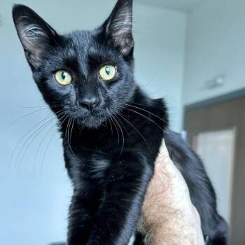 Jaguar -  Domestic Short Hair Cat for Adoption in Matteson, Illinois - Jaguar | PetCurious