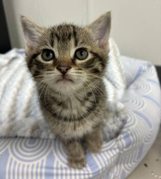 Domestic Short Hair Cats Available for Adoption in Hornell, New York - Gaia | PetCurious