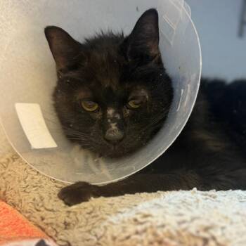 Velvet -  Domestic Long Hair Cat for Adoption in Pittsburgh, Pennsylvania - Velvet | PetCurious