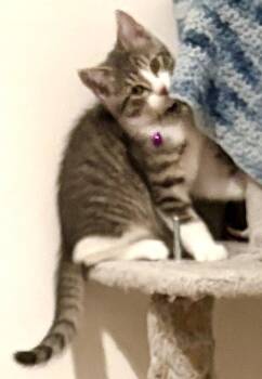 Domestic Short Hair Cats Available for Adoption - Chamomille T | PetCurious