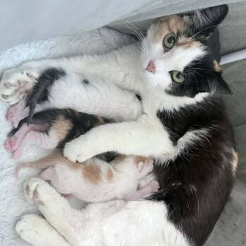 Penny -  Domestic Short Hair Cat for Adoption in Jeffersonville, Indiana - Penny | PetCurious