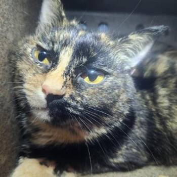 Domestic Short Hair Cats Available for Adoption in Lakewood, Colorado - Bubbles | PetCurious