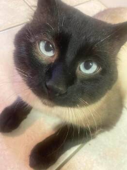 Siamese and Domestic Short Hair Cats Available for Adoption in Campbell River, British Columbia - FRANK | PetCurious