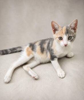 Raspberry -  American Shorthair Cat for Adoption in Miami, Florida - Raspberry | PetCurious