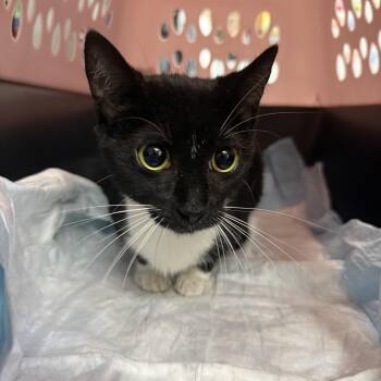 Potato Salad -  Tuxedo Cat for Adoption in Columbia, South Carolina - Potato Salad | PetCurious