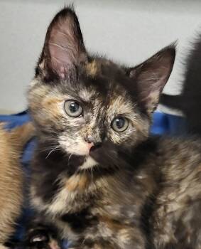 Domestic Short Hair Cats Available for Adoption in Grayslake, Illinois - Spark Plug | PetCurious