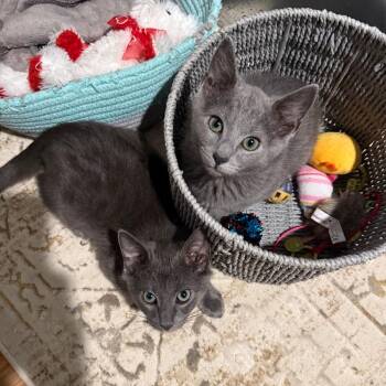 Grape -  Domestic Medium Hair Cat for Adoption in South Burlington, Vermont - Grape | PetCurious
