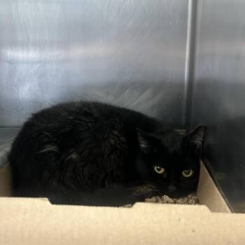 Domestic Short Hair Cats Available for Adoption in Newark, New Jersey - Cheenie | PetCurious