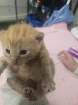 Domestic Short Hair Cats Available for Adoption in Easton, Maryland - CRUSTY DUSTY | PetCurious
