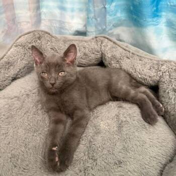 Thomas -  Domestic Short Hair Cat for Adoption in Madison, Wisconsin - Thomas | PetCurious