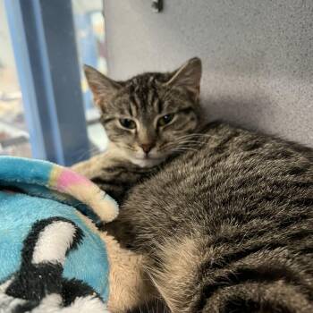 Domestic Short Hair Cats Available for Adoption - Bean | PetCurious