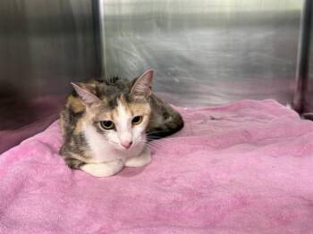 STEVIE NIX -  Domestic Short Hair Cat for Adoption in Grand Prairie, Texas - STEVIE NIX | PetCurious