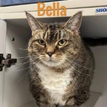 Bella -  Domestic Short Hair Cat for Adoption in Pleasantville, New Jersey - Bella | PetCurious