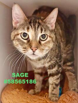 Rescue Tabby Cats for Adoption in Wilkes-barre, Pennsylvania - Sage | PetCurious